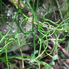 Cassytha filiformis Liane foutafout La uraceae Indigène La Réunion 927.jpeg